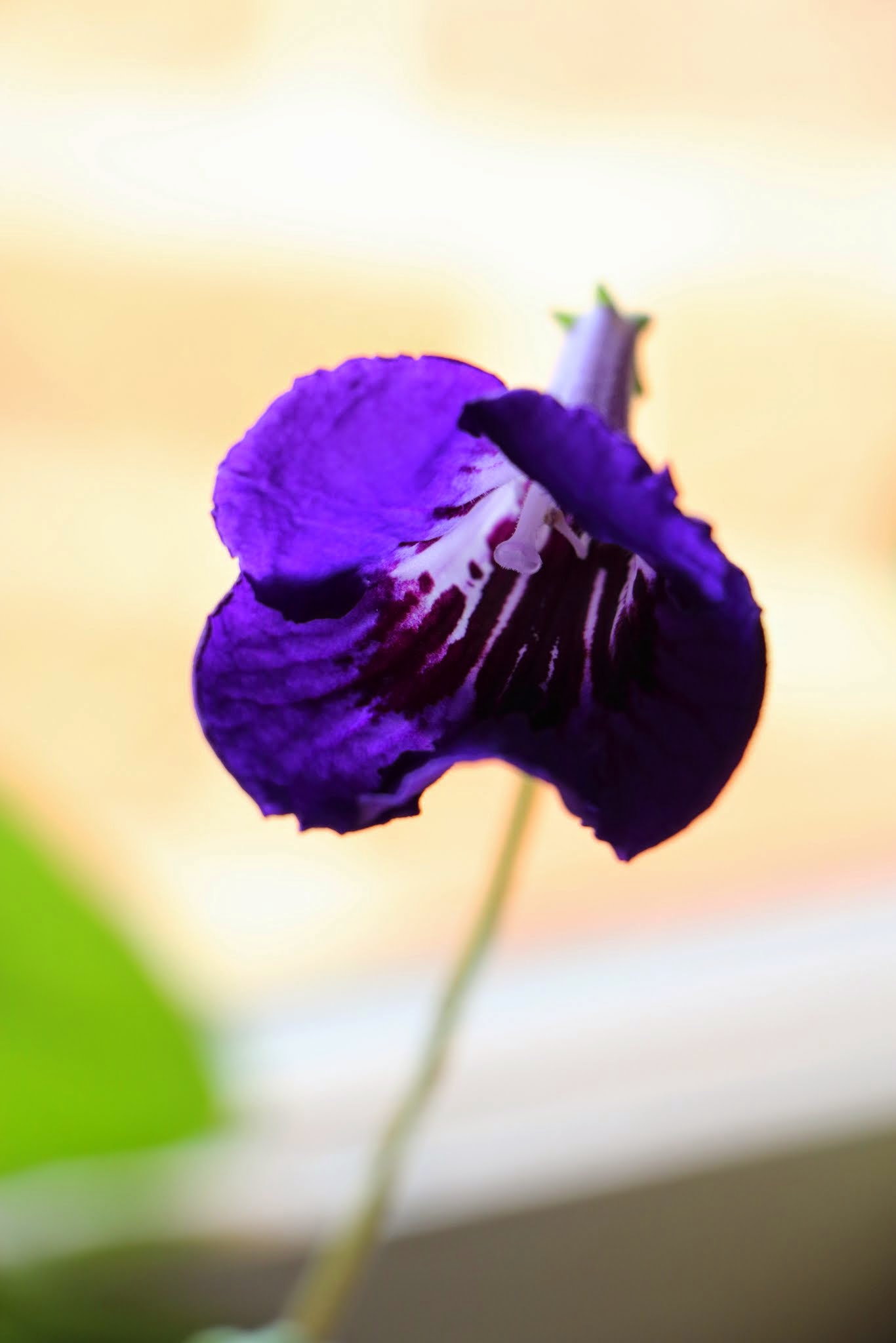 Album image copied from https://lh3.googleusercontent.com/-N45hL-tRMS8/VHSOS0zjYcI/AAAAAAAAXNw/Pt0DMRY5i1M/w1366-h2048/IMG_1857.JPG