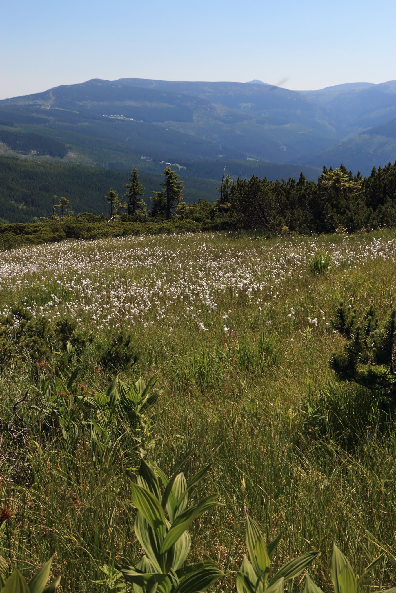 Album image copied from https://lh3.googleusercontent.com/-R7hsN2VSYo8/VHdg1S1E4_I/AAAAAAAAZOI/jyICHGKNK6cRDyBCZuKPuBCGI-42rIQ7gCLABGAYYCw/s0-U-I/IMG_3528.JPG