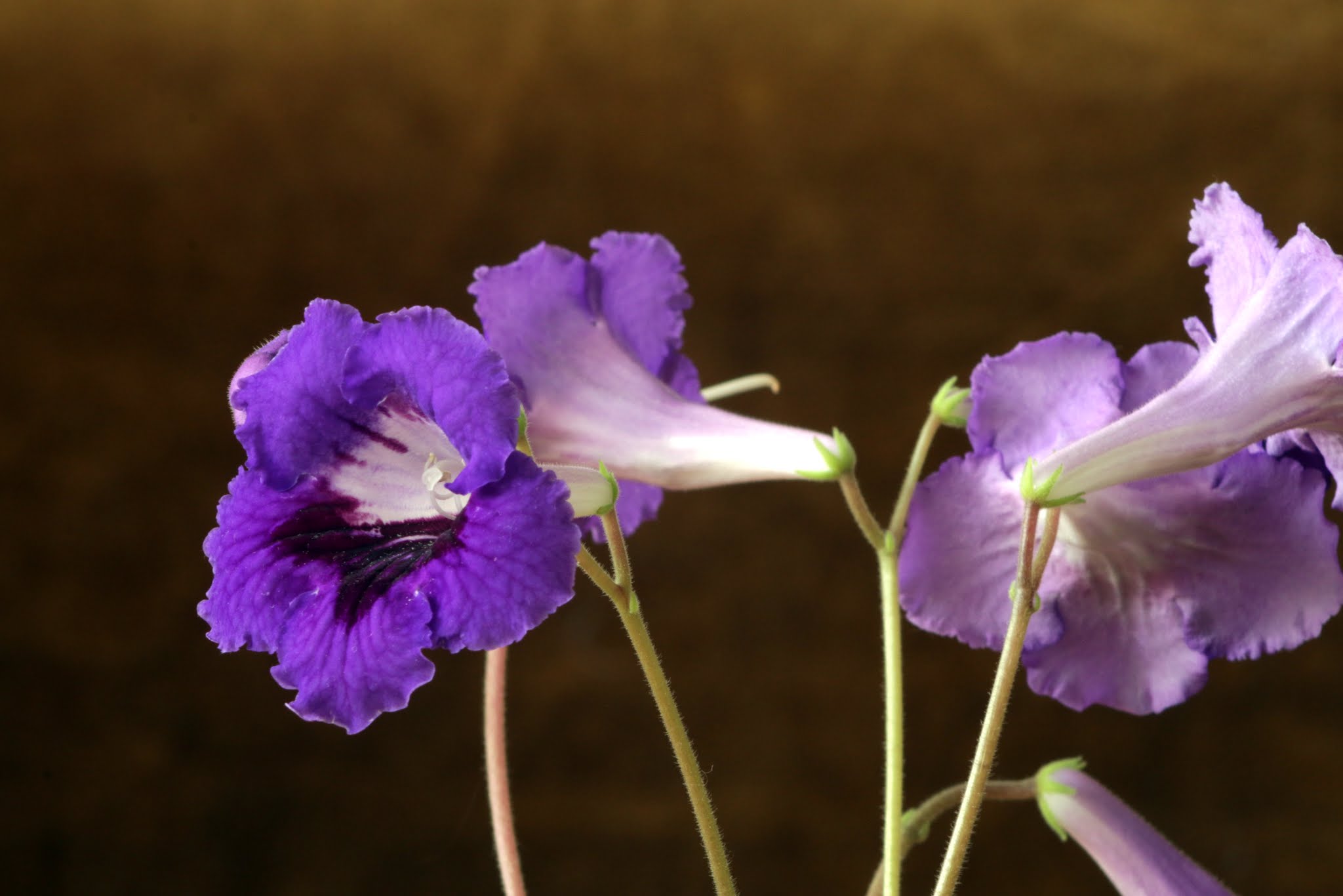 Album image copied from https://lh3.googleusercontent.com/-_LO01vOK1R4/VCLLobp-FOI/AAAAAAAAUYs/gSVQ6rg1eKMY_kXTFzTBJr_3BLwyc7AVQCLABGAYYCw/s0-U-I/IMG_5896.JPG
